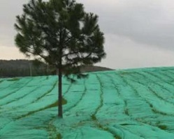 綠黑雙面生態防草布